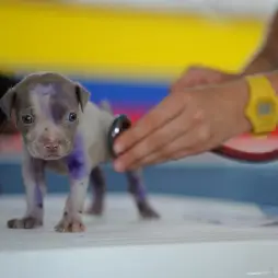 ropa trabajo veterinario